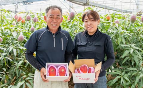 長友農園 完熟マンゴー3L×2玉 糖度14度以上 宮崎県西都産【先行予約 2024年発送】＜1.6-1＞