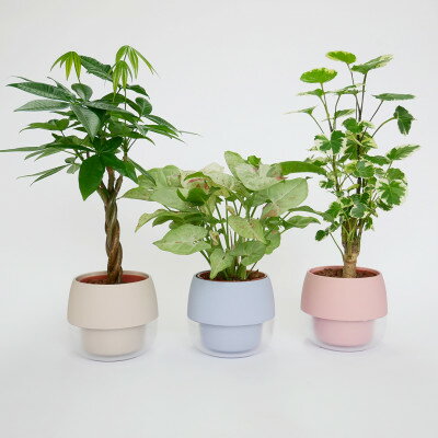 【ふるさと納税】ハイミニビビスモーキー3個セット【A】【オススメの観葉植物でお届け】【1382253】