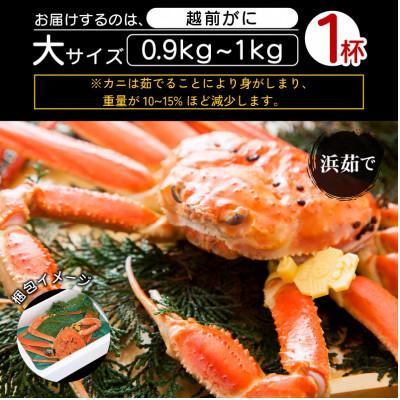 ふるさと納税 越前町 地元鮮魚店厳選 ≪浜茹で≫ 越前がに 大サイズ 1杯【2月発送分】 |  | 03