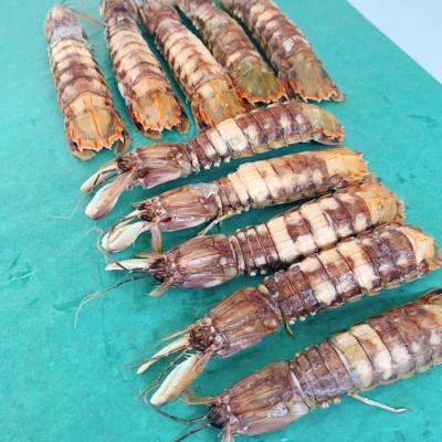 ふるさと納税 小樽市 小樽産　剥きシャコオス20本　剥きシャコメス20本 |  | 03