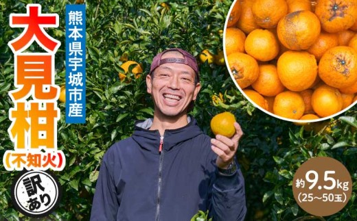 先行予約 熊本大見柑 (不知火) 訳あり 9.5kg (25～50玉) 【2027年2月上旬から2027年2月下旬発送予定】 しらぬい みかん 蜜柑 柑橘 国産 九州 熊本 宇城市産 【株式会社la Nui.】