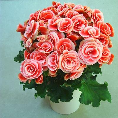 ふるさと納税 藤枝市 【 母の日に!】ベゴニア鉢植え　ボリアス5号