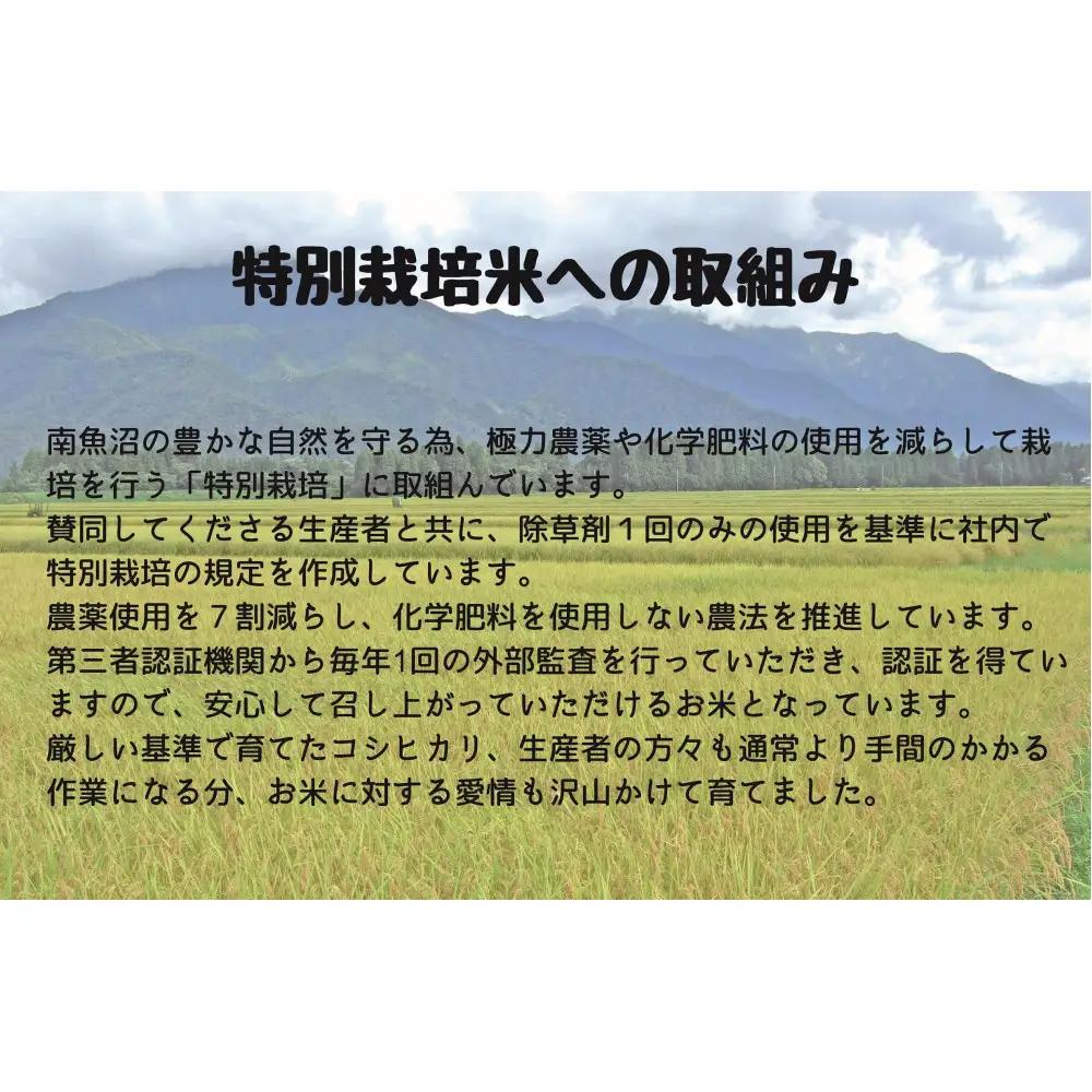 令和7年 南魚沼産コシヒカリ特別栽培米 白米 5kg | コシヒカリ