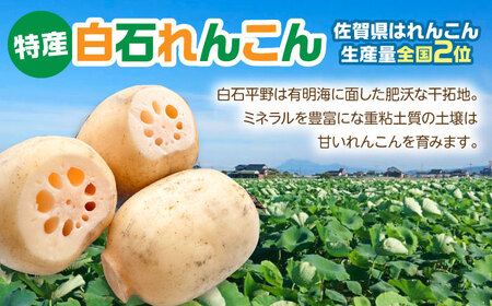 【金賞受賞！】【真空パック】松尾青果のこだわり白石れんこん 約1kg （4-8個入り）【松尾青果】[IBD016]