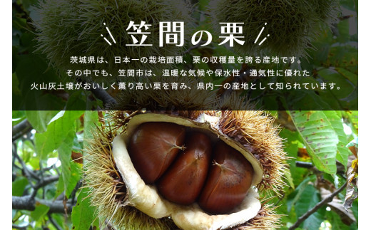 笠間の生栗 （約2kg） 低温熟成 利平 2L以上 日本一 栗生産量 茨城県 栗 くり 生栗 熟成栗 大きい 大粒 茨城 国産 国産栗 和栗 甘栗 栗ご飯 栗きんとん 栗おこわ 甘露煮 マロン 秋 旬