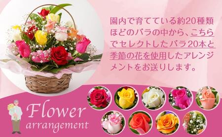 【敬老の日】バラのアレンジメント20本(ミックス)≪9月11日～15日お届け≫_17-3302-KG_(都城市) フラワーアレンジメント バラ20本と季節の花 カスミソウ ブルーファンタジア スイート