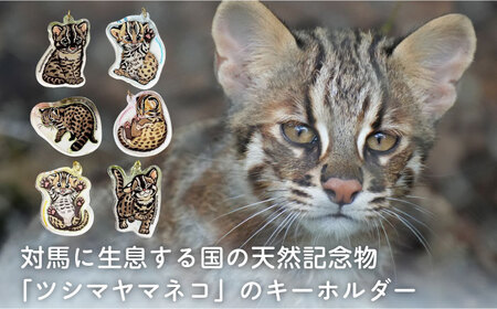対馬 オリジナル ツシマヤマネコ 両面 アクリルキーホルダー 6種セット ≪対馬市≫【一般社団法人MIT】  対馬山猫 アクキー お土産 にゃんこ 赤ちゃん[WAP018]