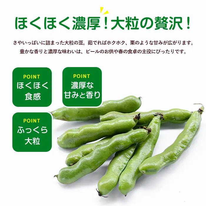 2027年3月上旬以降発送 ご家庭用そら豆約5kg IB092-005