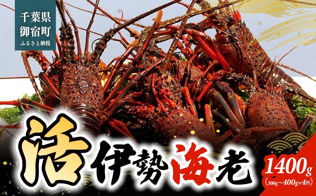 
                  活伊勢海老1400ｇ（300～400ｇ×4匹）  ONJB046
                