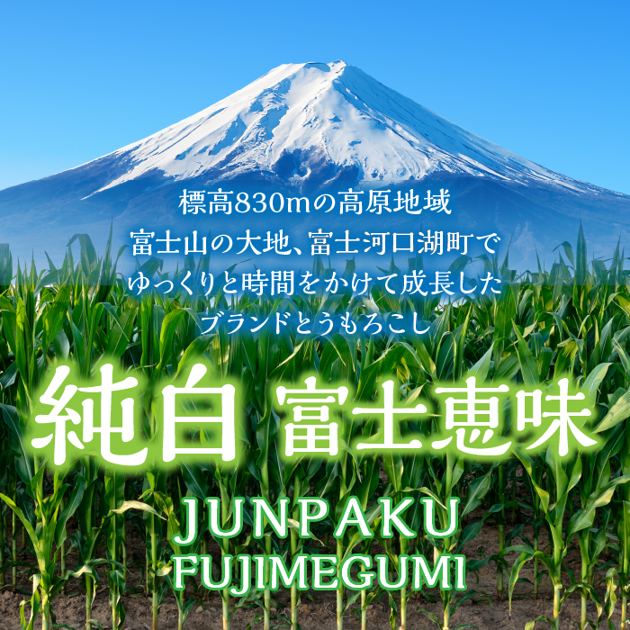 【2024年7月中旬より発送】富士山の大地から待望の白いとうもろこし！フルーツではなくもはやスイーツ☆純白富士恵味6～8本 FAH007