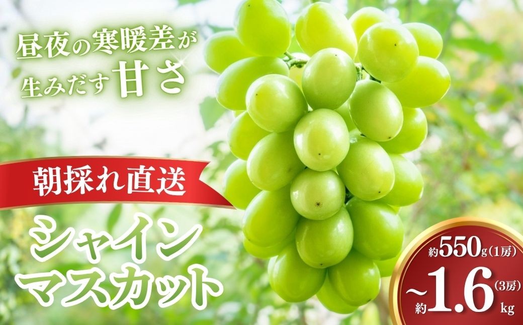 
                  シャインマスカット【2026年9月上旬より順次発送・先行受付】【訳あり】もてぎ育ちのシャインマスカット 約550g (1房)  約1.1㎏(2房)  約1.6kg(3房) 選べる数量| シャインマスカット しゃいんますかっと ぶどう 葡萄 ブドウ フルーツ 果物 ギフト 贈り物 もてぎプラザ 栃木県 茂木町
                