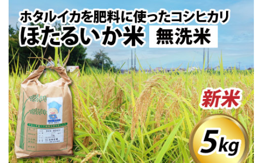 【先行予約】【新米】ほたるいか米（新米/無洗米５kg）※25年9月中旬以降順次発送予定 【訳あり 米 コシヒカリ こしひかり ほたるいか ホタルイカ お米 ブランド米 富山 滑川 令和7年産 】