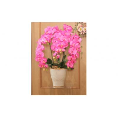 ふるさと納税 北上市 【空気をキレイにする】胡蝶蘭5本立て　器付き(ピンク) |  | 01