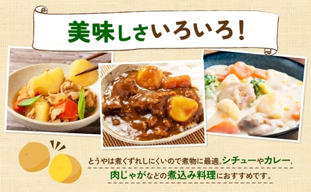 北海道産 青野農園 じゃがいも とうや Lサイズ 約10kg 2026年10月初旬～12月下旬頃お届け 先行予約 北海道 ジャガイモ トウヤ 馬鈴薯 ポテト 芋 いも イモ 黄色 旬 野菜 農作物 産