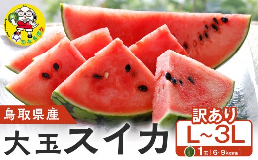 .鳥取県産 大玉スイカ 訳あり 1玉 6-9キロ前後L-3L（こちらの返礼品は、大栄西瓜ではありません）【西瓜 スイカ 果物 フルーツ 大玉 鳥取県 北栄町 おすすめ 人気 新鮮 訳あり 家庭用 6kg ～ 9kg Lサイズ ～ 3Lサイズ】