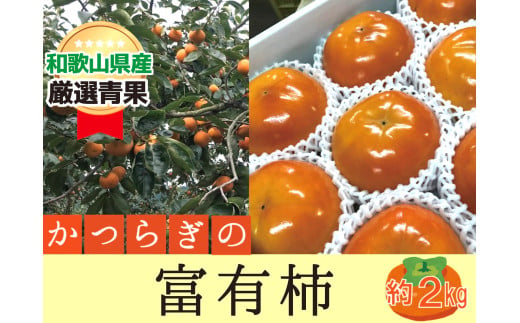 柿 富有柿【秀品】和歌山県産 約2kg【2026年11月中旬から12月上旬発送】【A242-frks136A】