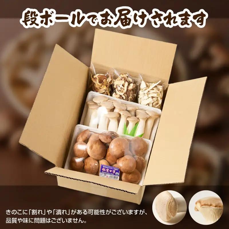 きのこ 富士山タマチョレイ茸 紅富士茸（椎茸） エリンギ 「美味しいきのこセット」 生きのこ 乾燥きのこ 3種 1kg以上 セット 詰め合わせ 薬品類無使用 柔らか 滑らか 旨み 国産 富士市産 富士