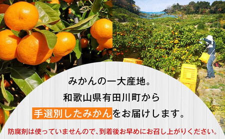 有田みかん 早生みかん 秀品または優品 約3kg S～2Lサイズ混合 としみ農園