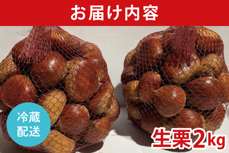 【先行予約】【9月中旬より順次発送】石岡市鶴沼の栗（生栗）2kg（茨城県共通返礼品/石岡市）【くり 栗 農薬不使用 オーガニック オーガニッ栗 珍しい 希少 秋 茨城県産 果物 果樹 栗ご飯 水戸市】