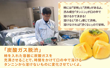 【先行予約】厳選！種なし！スッキリ甘みの越前柿 18個入 ／ 果物 フルーツ 産地直送 期間限定 ※2025年10月下旬以降準備出来次第発送 [aw031-a003]