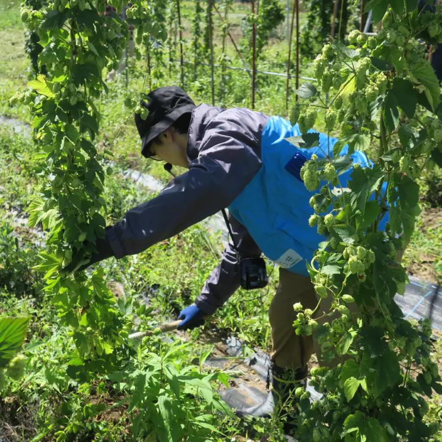 クラフトビール「人はそれを“ヴァイツェン”と呼ぶ。」350ml缶×24缶 北海道栗山町くりやまクラフト