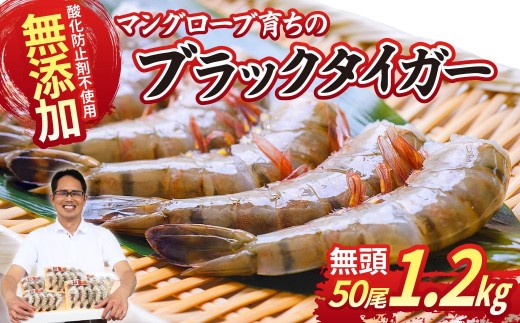 
                  ブラックタイガー海老 10尾5パック(計1200g程度) | 海老 エビ えび ブラックタイガー ぶらっくたいがー 海産物 冷凍 おすすめ 茨城県 ひたちなか市
                
