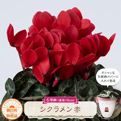 
                  過去に農林水産大臣賞等複数受賞…シクラメン　赤色　6号鉢(直径18cm)底面給水鉢【1220755】
                