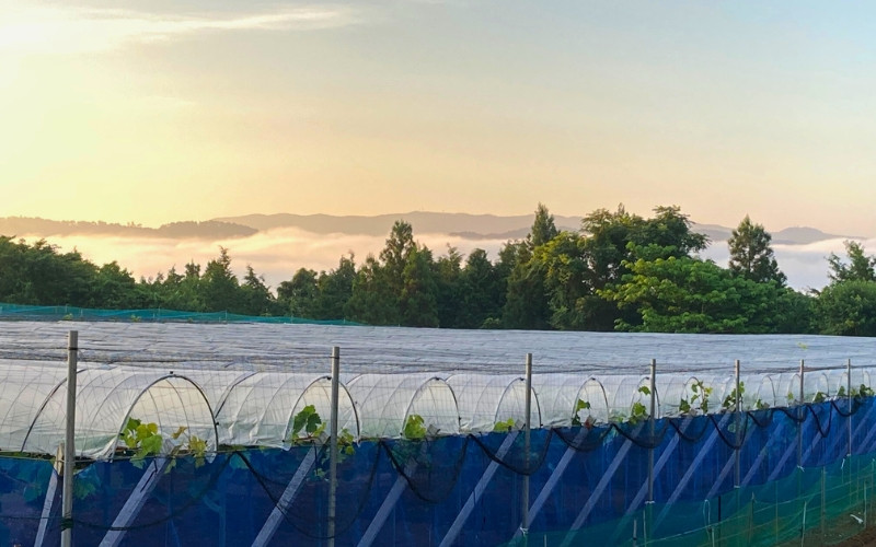 【2025年先行予約】【ご家庭用】岡山のシャインマスカット 1房 （約800g）化粧箱入 Lino＆Kai Farm 【2025年10月上旬～順次発送】 / 朝採れ ぶどう 岡山  真庭市 シャインマ