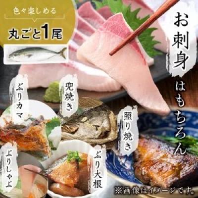 ふるさと納税 垂水市 【鹿児島産】冷蔵ぶり 丸ごと1尾(内臓処理なし) 約3.2kg【アクアブルー】 |  | 02