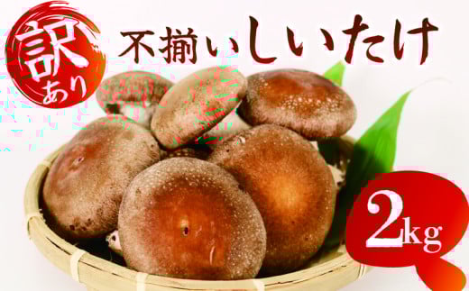 訳あり 不揃い 生しいたけ 2kg 生 しいたけ シイタケ 椎茸 大ぶり 朝 収穫 食べ応え 厚い 肉厚 うまみ 菌床 栽培期間中 農薬不使用