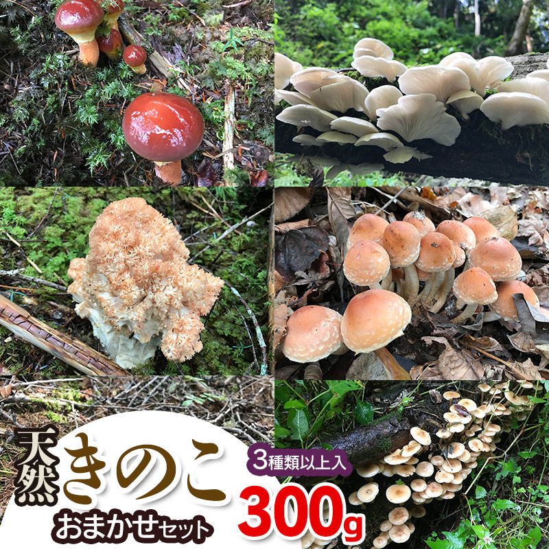 【ふるさと納税】【令和8年産先行予約】天然きのこ おまかせセット（3種類以上）300g【発送時期：8月1日〜11月30日頃】 きのこ わかば屋　2026年