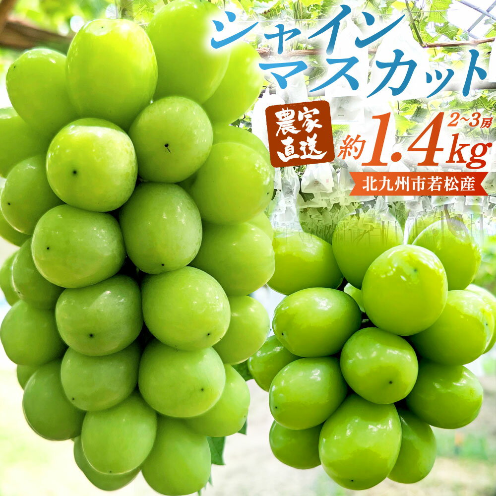 【ふるさと納税】【数量限定】農家直送 シャインマスカット 約1.4kg(2～3房) 有機肥料栽培 北九州市若松産 果物 フルーツ 旬 新鮮 マスカット 大粒 種なし 冷蔵 福岡県北九州市 【2025年9月上旬-11月上旬発送予定】