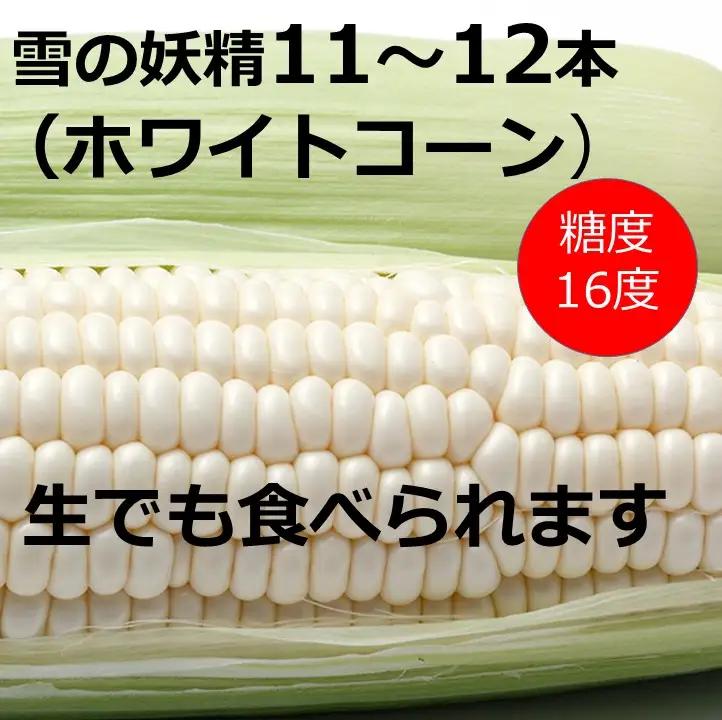 訳あり 北海道 雪の妖精（ホワイトコーン）11～12本入り とうもろこし トウモロコシ 数量限定 期間限定 甘い 朝採り 約5㎏