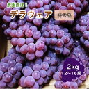 【ふるさと納税】【農園直送！】種無 ぶどう （ デラウェア ）2kg 特秀品 12～16房 山形県 上山市 0044-2501