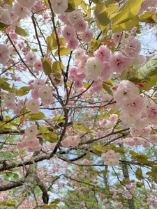 高遠の桜で作ったジェラート 桜ソルト 4個、ミルク 4個 合計130ml×8個【016-22】