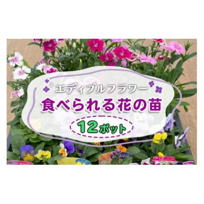 ふるさと納税 伊勢原市 農家直送!加藤さんちのエディブルフラワー 12ポット鉢植え 観賞用 食用 トッピング