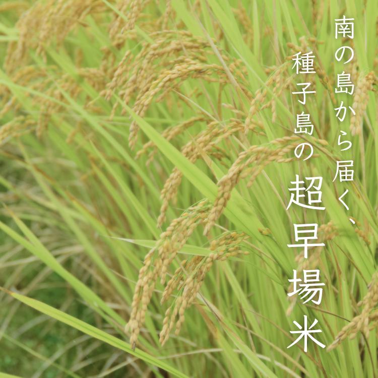 【 先行予約 】種子島 コシヒカリ 超 早場 米 3kg　NFN669【250pt】 //  米 コシヒカリ こしひかり 早場米 超早場米 令和8年産米