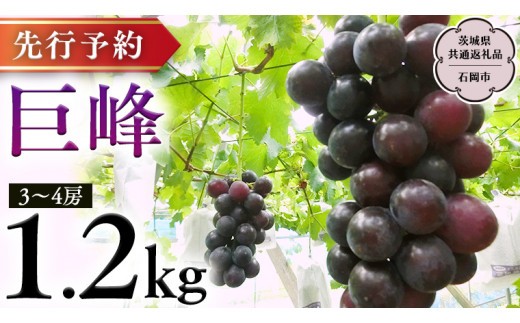
                  巨峰 約1.2kg (茨城県共通返礼品 石岡市）2026年8月下旬発送開始  開田ぶどう園 産地直送 フルーツ 甘い 直送 茨城 限定 ぶどう 巨峰 果物 [DO001sa]
                