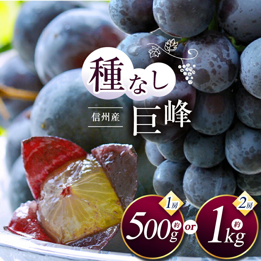 【ふるさと納税】【先行受付】選べる 信州産 種無し巨峰 1房約500g or 2房 約1kg｜ふるさと納税 松本市 巨峰 ぶどう 葡萄 果物 フルーツ 美味しい 種無し 新鮮 信州産 先行予約