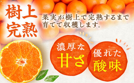 【12月発送】樹上完熟みかん 5kg / みかん 柑橘 ジュース 国産 佐賀 フルーツ / 佐賀県 / 吉田みかん園[41ABAG002]