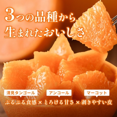 【先行予約】せとか 2.5kg 家庭 柑橘 柑橘の大トロ　小箱【配送不可地域：離島】