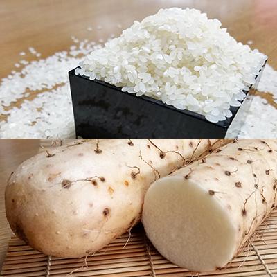 ふるさと納税 五戸町 【五戸町特産セット】令和7年産　精米まっしぐら10kgと長芋3kgのセット