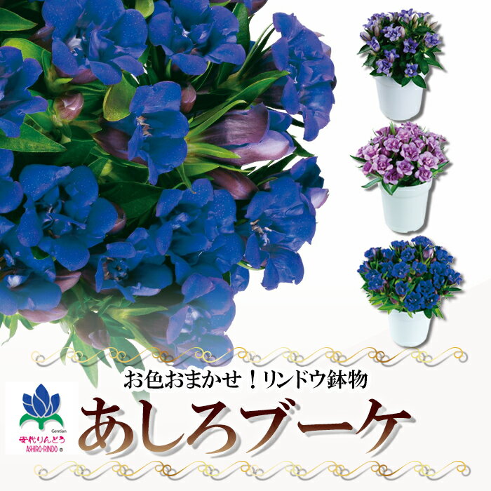 【ふるさと納税】安代りんどう リンドウ 鉢物 あしろブーケ 4寸鉢×1鉢 ※色はおまかせ ／ りんどう 竜胆 龍胆 花 鉢もの お花 安代 植物 花鉢 鉢花 秋の花 季節の花 プレゼント ギフト 贈り物 数量限定 期間限定 秋 おすすめ 岩手県 八幡平市 送料無料 安代リンドウ開発