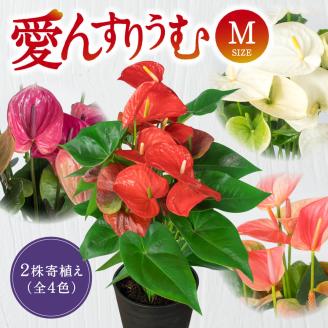 愛んすりうむ（アンスリウム）Ｍ（２株寄植え）　B-B05　湖東フラワー