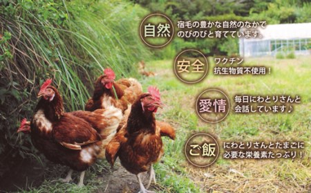放し飼い養鶏 たまご 10個入り 3パック 卵 卵