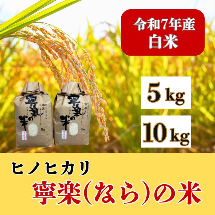 【ふるさと納税】 令和7年産 ヒノヒカリ 『寧楽(なら)の米』 5kg 10kg 白米 2025年収穫 順次発送 農家直送 米 お米 ひのひかり ごはん ご飯 おにぎり 炊き立て 美味しい とも農園 奈良 なら 令和7年度 奈良市 奈良県