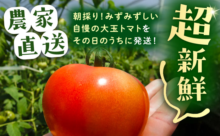 ＼受付期間1ヵ月延長！／【2025年7月中旬から10月下旬に順次発送】訳あり大玉トマト4kg / 朝採り 甘い 桃太郎 とまと / 恵那市 / クリエイティブファーマーズ [AUAH016]