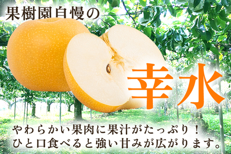 【2024年先行予約】新潟県産 厳選 幸水梨 3kg（7～9玉）《8月上旬以降発送》果物 フルーツ こうすい 加茂市 いたみ果樹園 梨 幸水梨