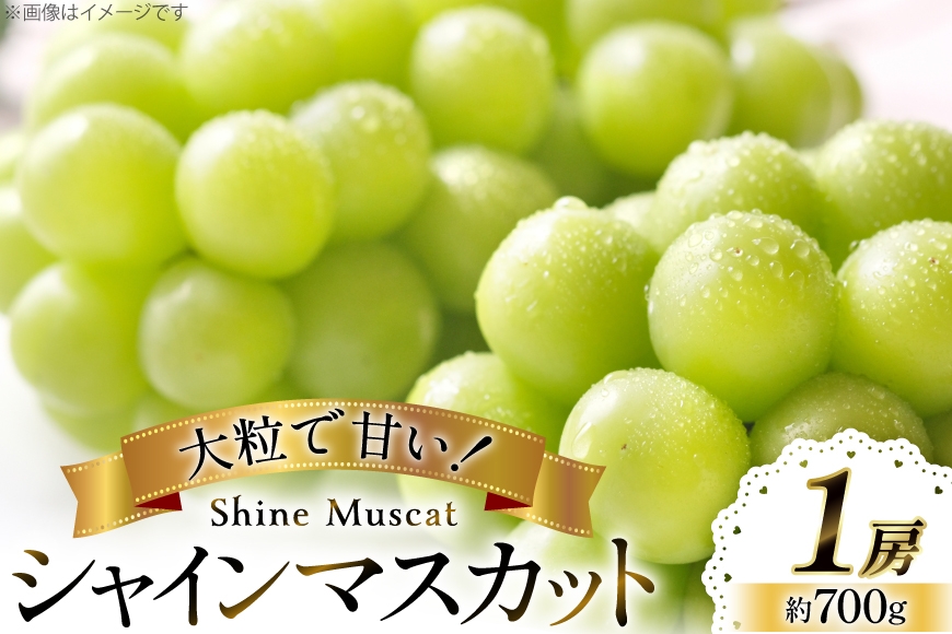 
                  【期間限定発送】 シャインマスカット 1房 約700g [大野農園 山形県 高畠町 tk06ayt050003] ぶどう ブドウ 葡萄 マスカット 大粒 種なし 果物 フルーツ くだもの
                