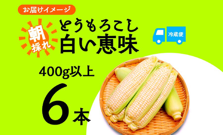 とうもろこし 白い恵味 ホワイト 400g以上×6本 計2.4kg以上 高糖度 トウモロコシ スイートコーン 玉蜀黍 白 夏野菜 ジューシー 野菜 おやつ 甘い 旬 産地直送 送料無料 湖南野菜出荷組